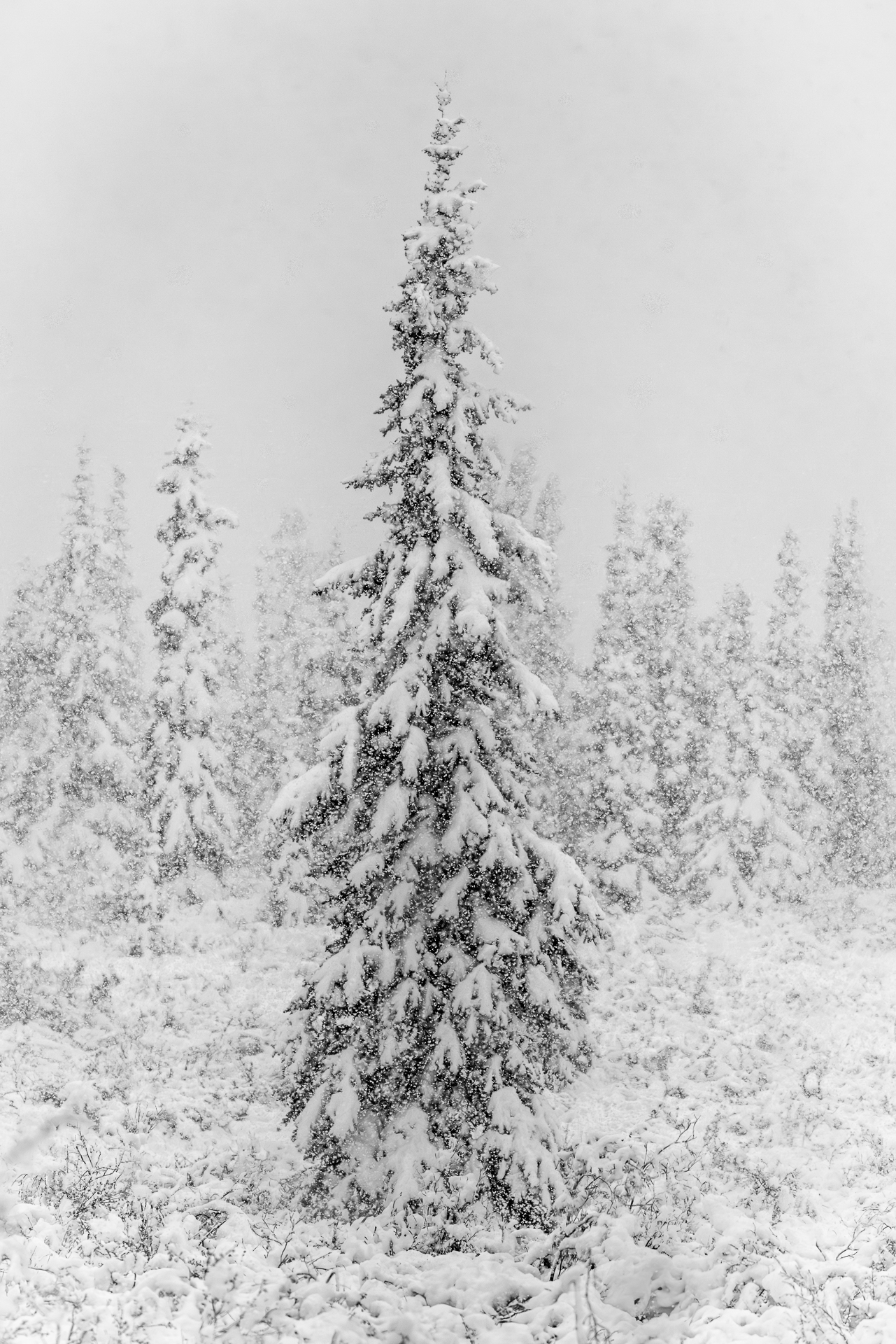 1st PrizeOpen Mono In Class 3 By Brian Cox For In The Snow OCT-2025.jpg